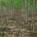 大量臭椿苗价格优惠规格齐全1-2-3-4-5公分优质臭椿