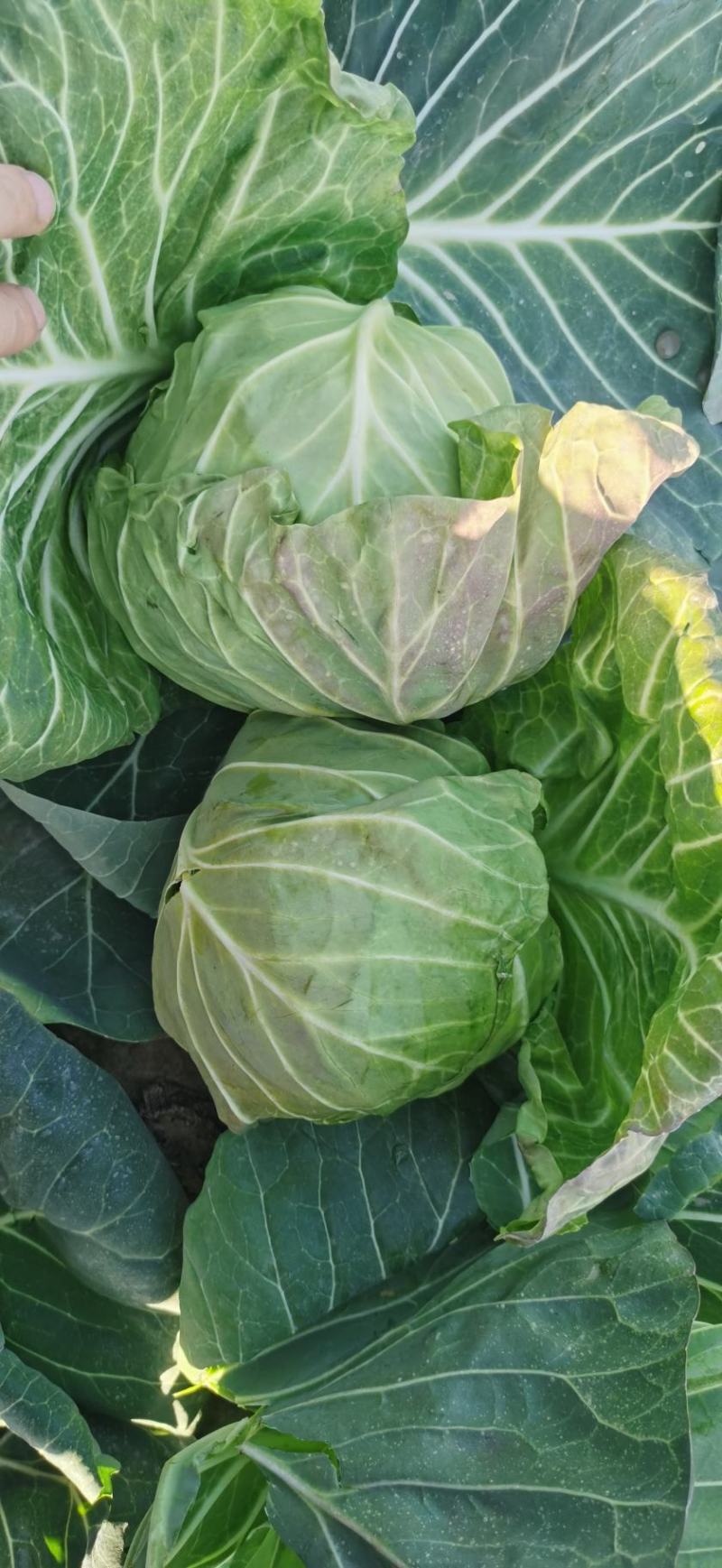 圆甘蓝，圆包菜，品质保证，坏了包赔，产地直发