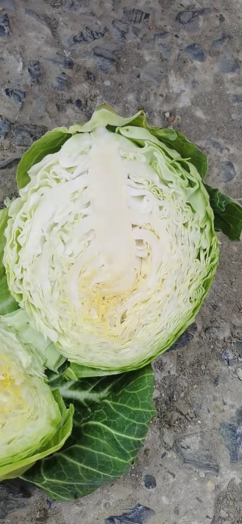 圆甘蓝，圆包菜，品质保证，坏了包赔，产地直发