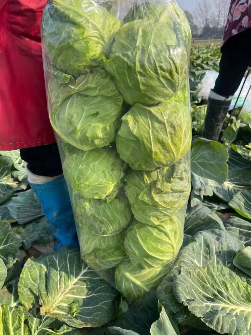 圆甘蓝，圆包菜，品质保证，坏了包赔，产地直发