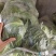 圆甘蓝，圆包菜，品质保证，坏了包赔，产地直发