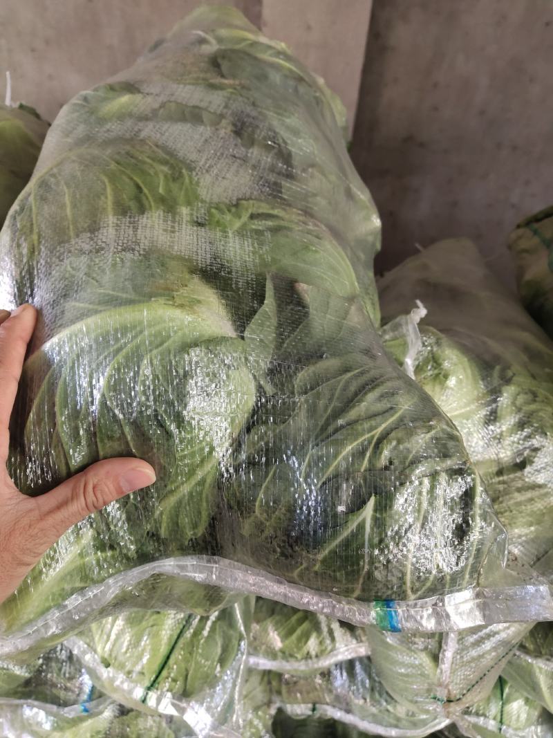 圆甘蓝，圆包菜，品质保证，坏了包赔，产地直发