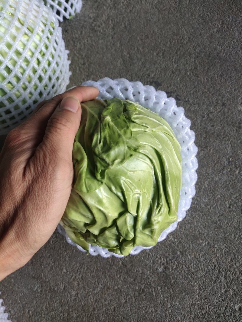 圆甘蓝，圆包菜，品质保证，坏了包赔，产地直发