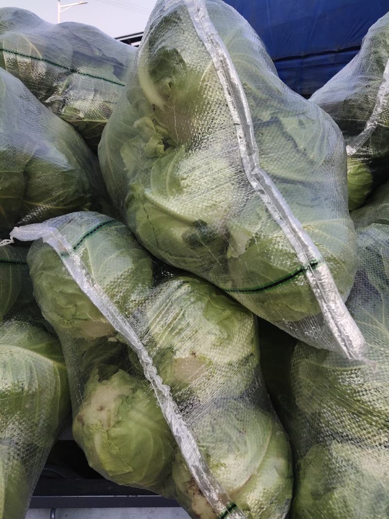 圆甘蓝，圆包菜，品质保证，坏了包赔，产地直发