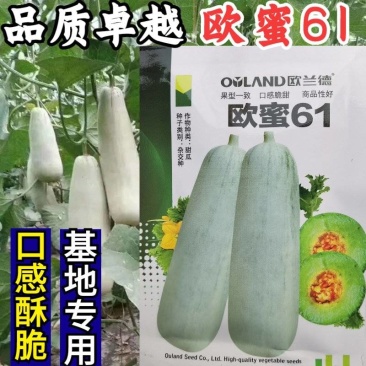 【超越博洋61】欧蜜61甜瓜种子超甜羊角蜜甜瓜种子酥脆