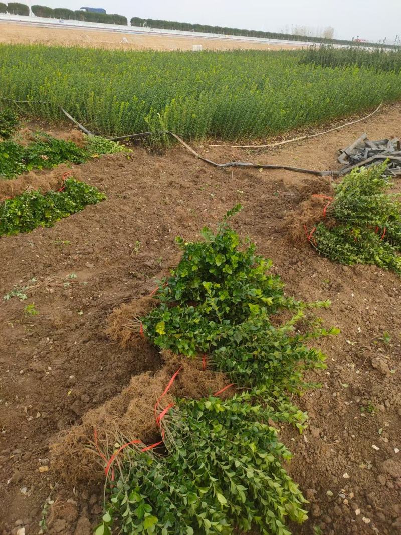 大量供应各规格卫矛地栽苗量大从优一手货源无中间商差价