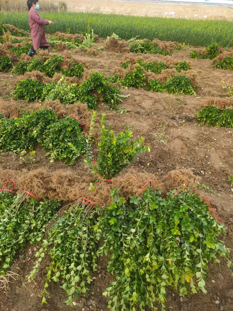 大量供应各规格卫矛地栽苗量大从优一手货源无中间商差价