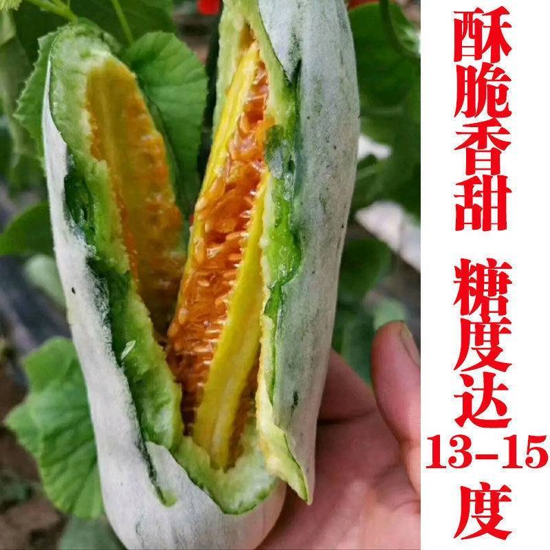 【超越博洋61】欧蜜61甜瓜种子超甜羊角蜜甜瓜种子酥脆