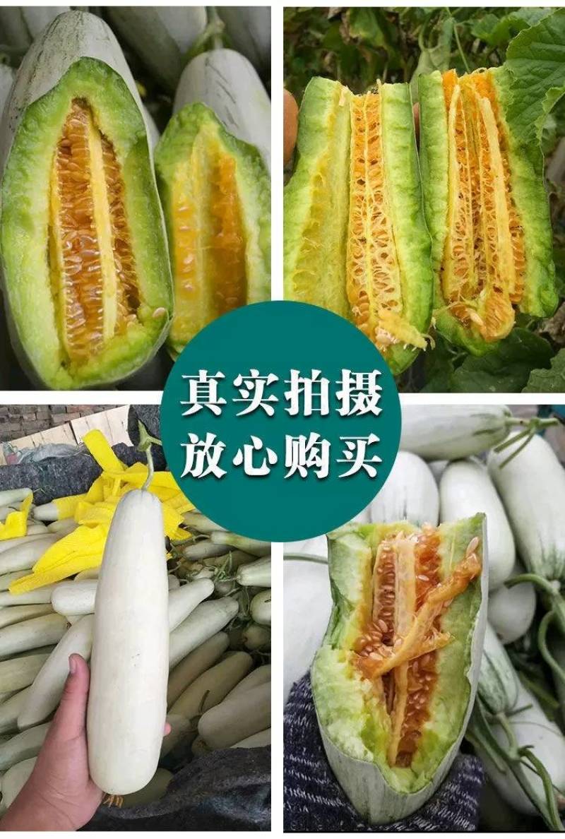 【超越博洋61】欧蜜61甜瓜种子超甜羊角蜜甜瓜种子酥脆