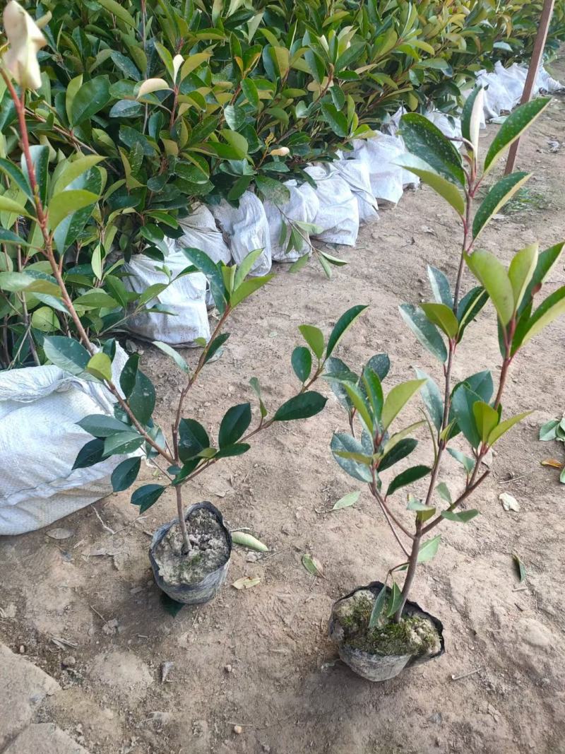 大杯-中桶-大桶红-地栽红叶石楠各规格齐全无中间商差价