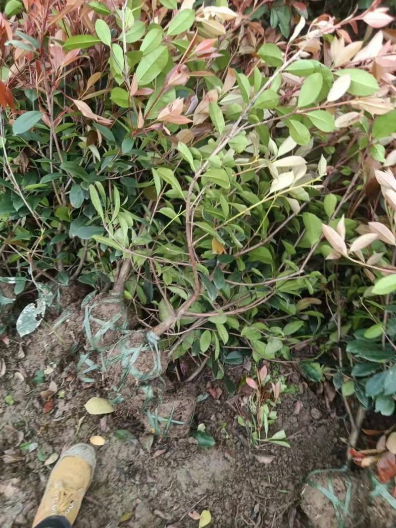 大杯-中桶-大桶红-地栽红叶石楠各规格齐全无中间商差价