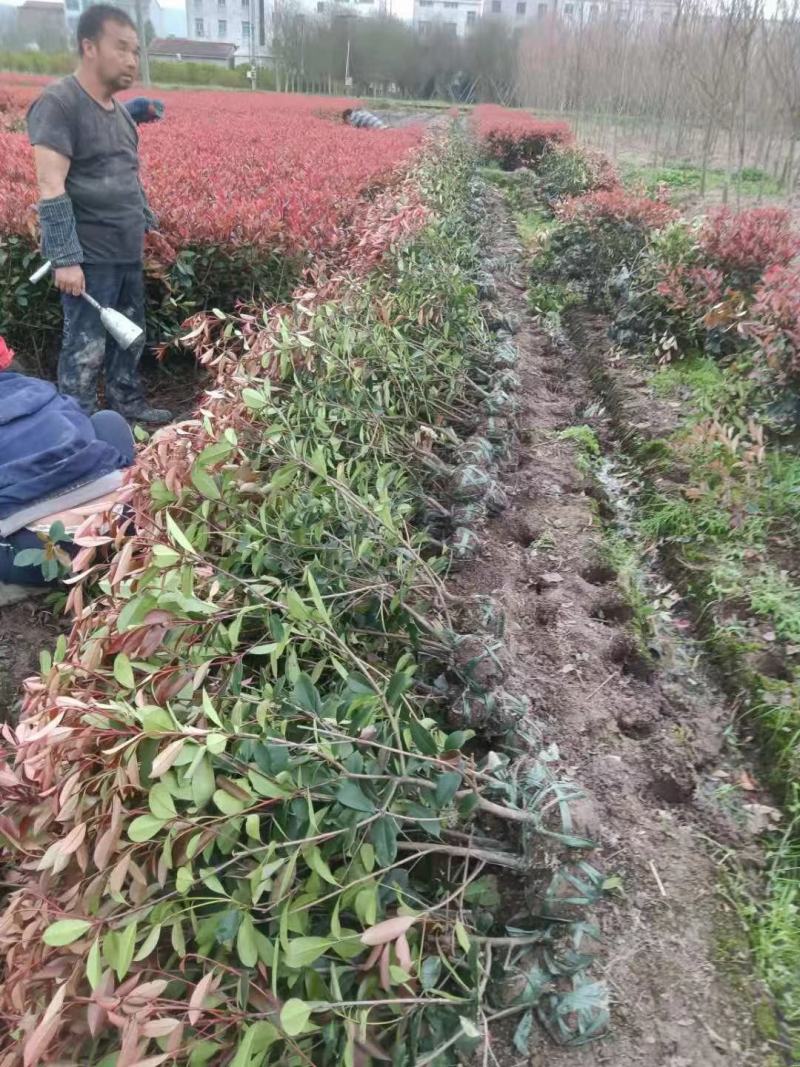 大杯-中桶-大桶红-地栽红叶石楠各规格齐全无中间商差价