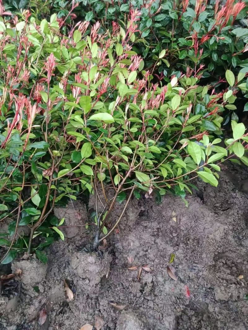 大杯-中桶-大桶红-地栽红叶石楠各规格齐全无中间商差价