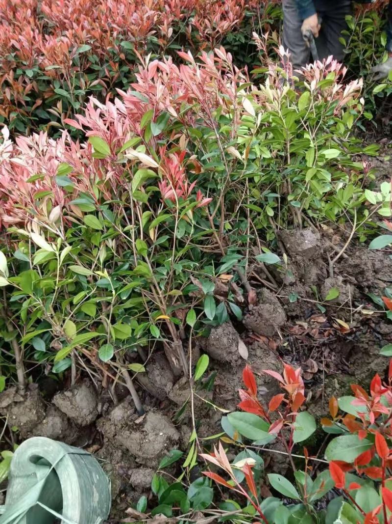 大杯-中桶-大桶红-地栽红叶石楠各规格齐全无中间商差价