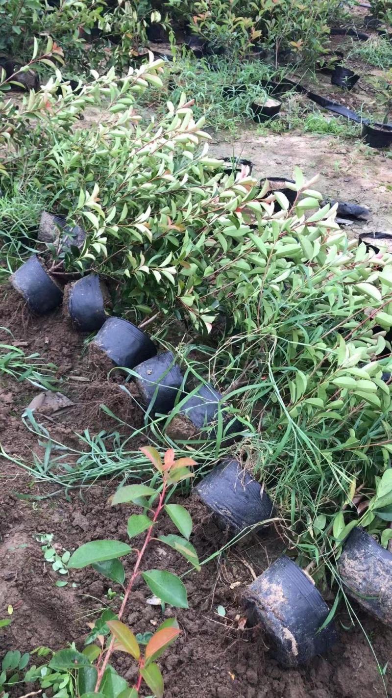 大杯-中桶-大桶红-地栽红叶石楠各规格齐全无中间商差价