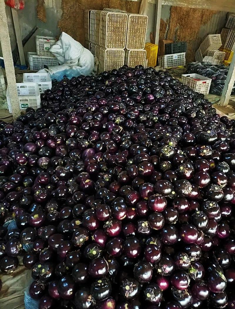 【重点推荐】山东莘县紫光圆茄，圆茄子，大量上市，量大价低