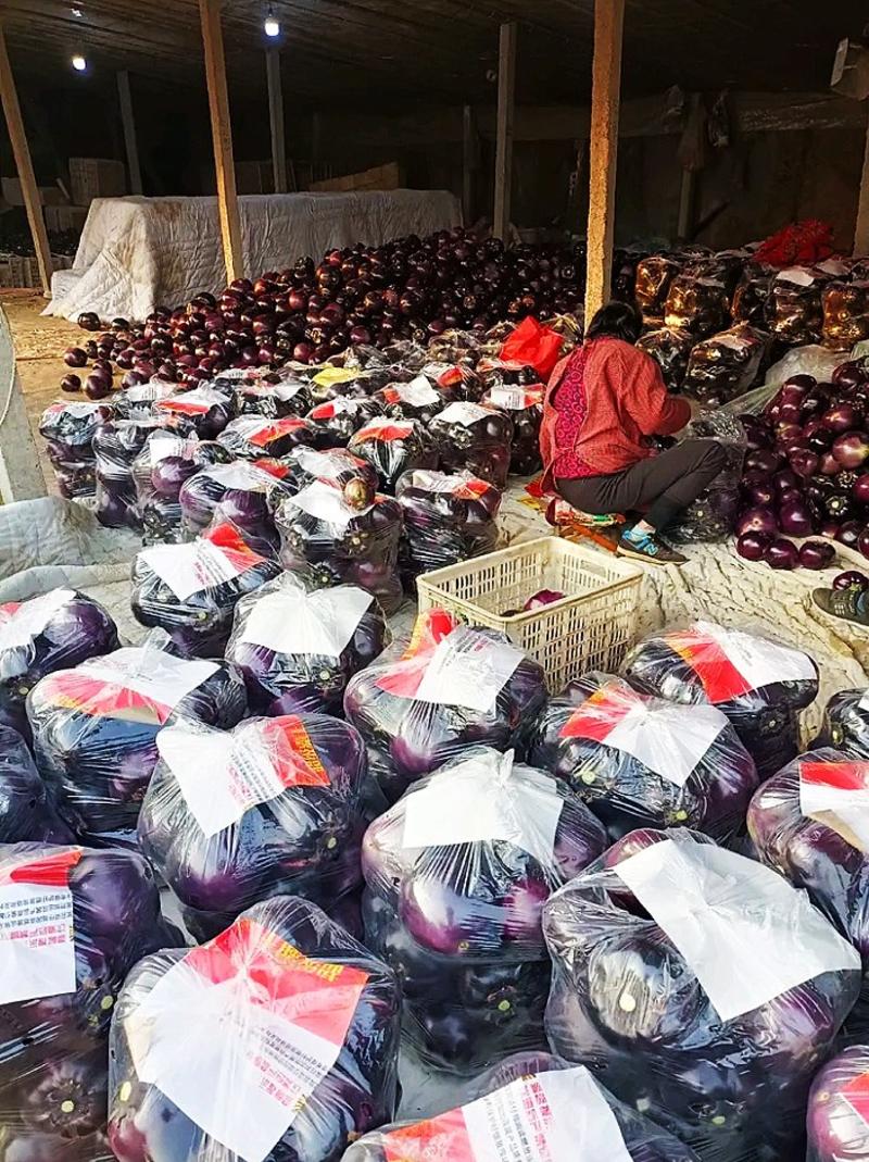 【重点推荐】山东莘县紫光圆茄，圆茄子，大量上市，量大价低