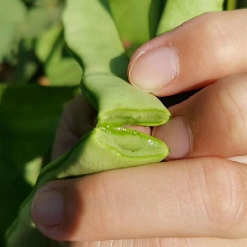 （实力供货）福建新鲜芸豆刀豆扁豆产地直发支持一件代发