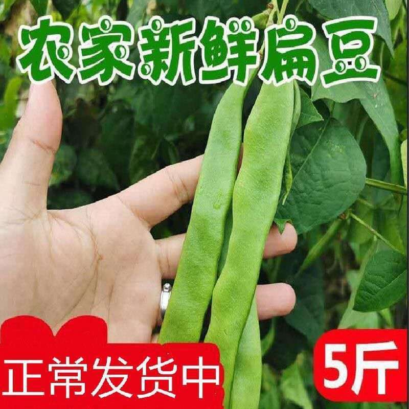 （实力供货）福建新鲜芸豆刀豆扁豆产地直发支持一件代发