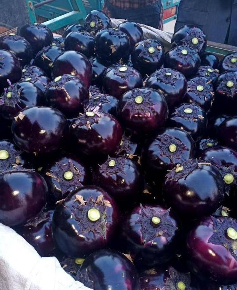 山东茄子，圆茄，紫光圆茄【净棚货，包棚货】价格低，到年底
