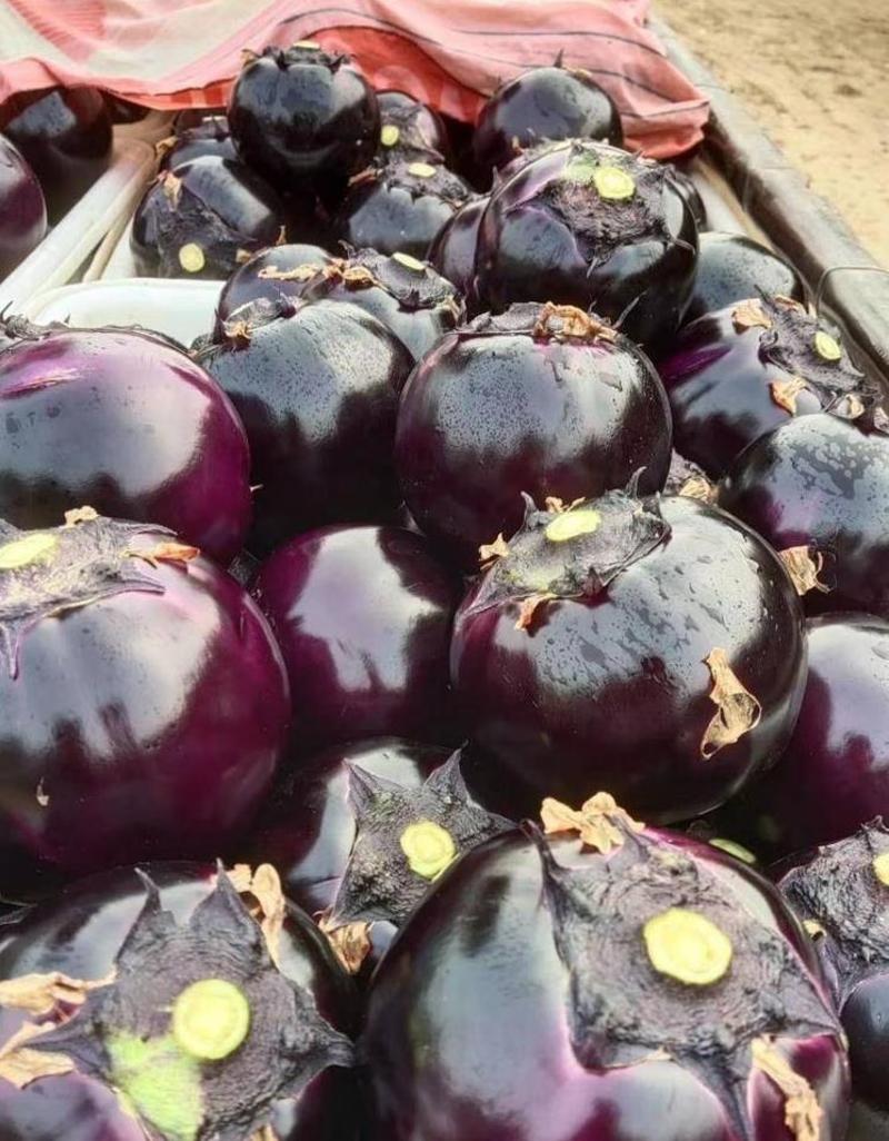 山东茄子，圆茄，紫光圆茄【净棚货，包棚货】价格低，到年底