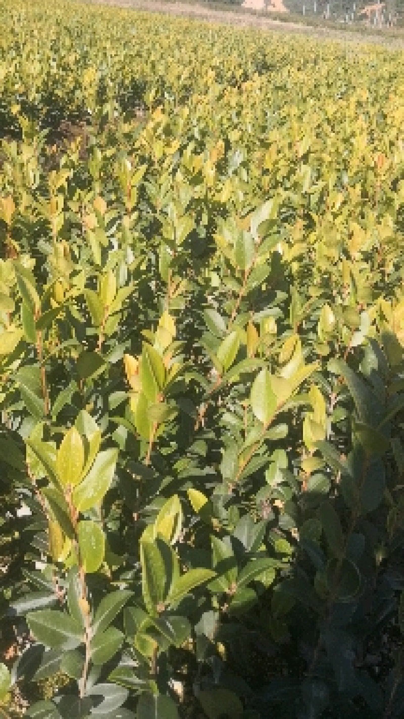 茶树苗.油茶苗.高产嫁接油茶苗基地直销.质量保证.，