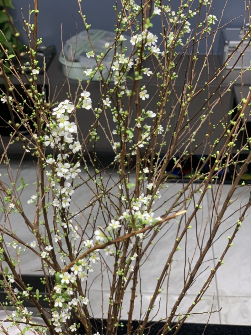 雪柳条自家基地产品展示效果图，图片视频真实有效