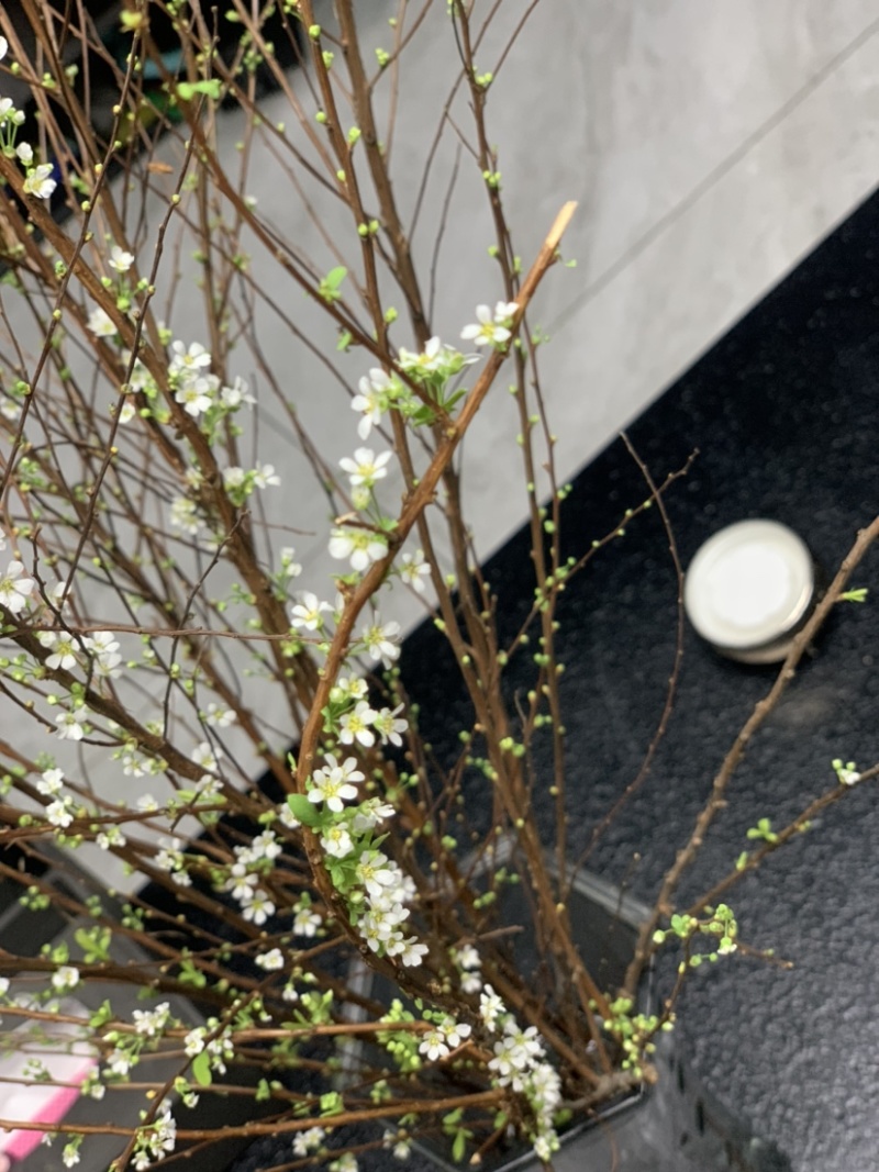 雪柳条自家基地产品展示效果图，图片视频真实有效