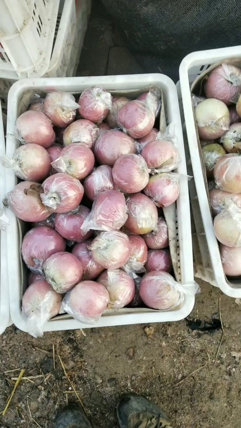 山东冰糖心红富士苹果