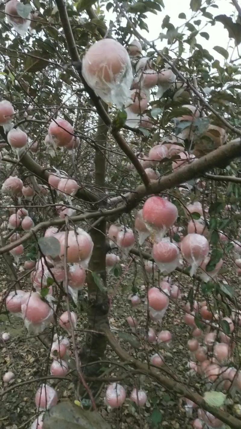 山东冰糖心红富士苹果