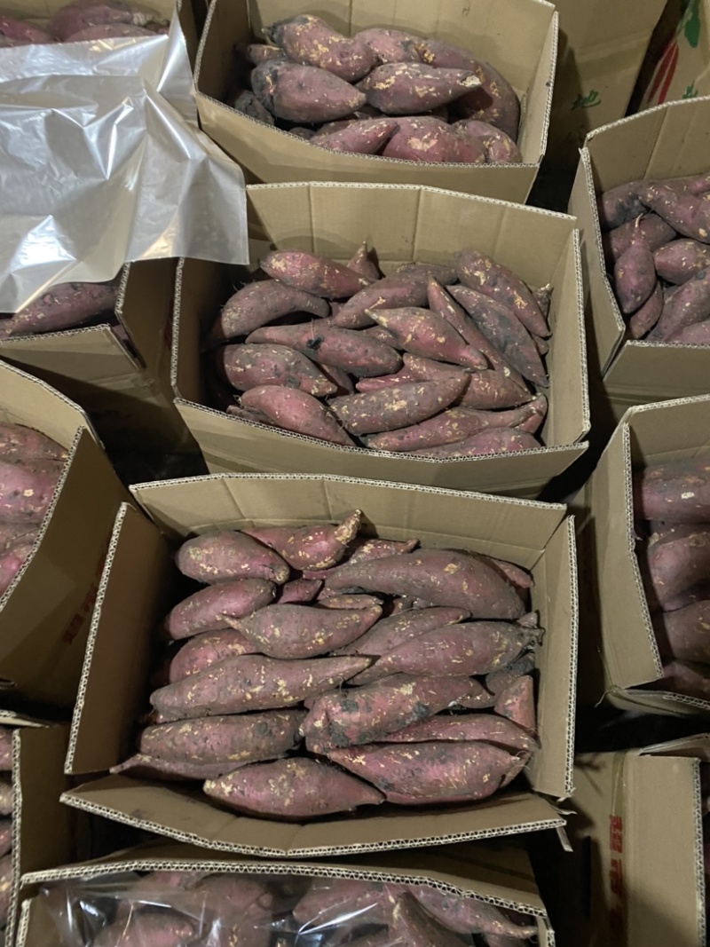 精品烤蜜薯烟25产地直销