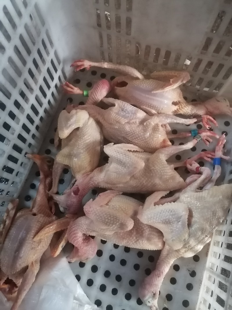常年批发老鸽子，三年老鸽子现杀现卖，营养补品欢迎下单.