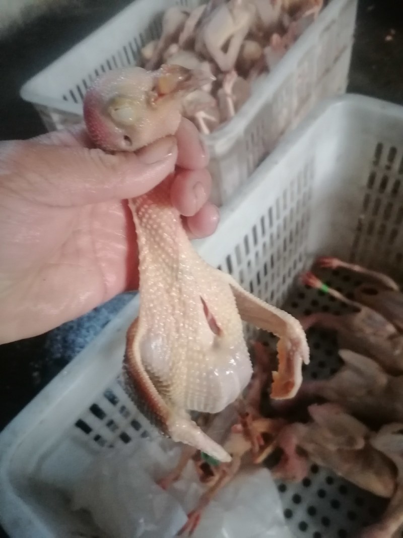常年批发老鸽子，三年老鸽子现杀现卖，营养补品欢迎下单.