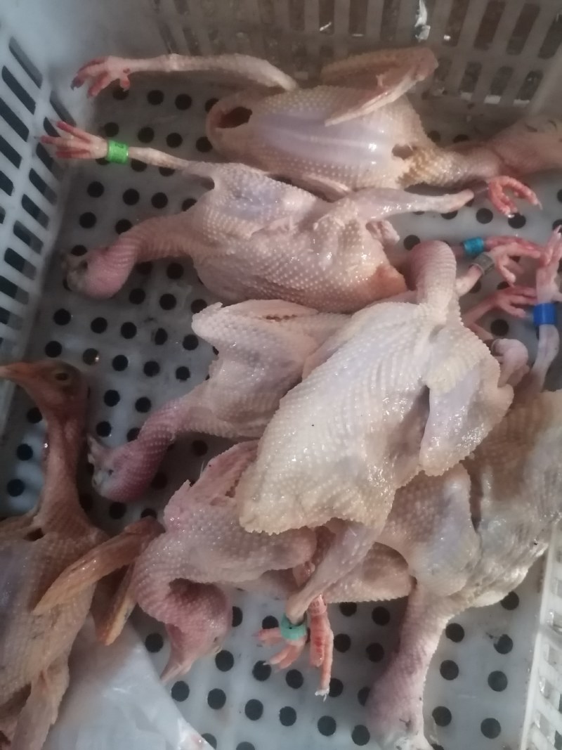 常年批发老鸽子，三年老鸽子现杀现卖，营养补品欢迎下单.
