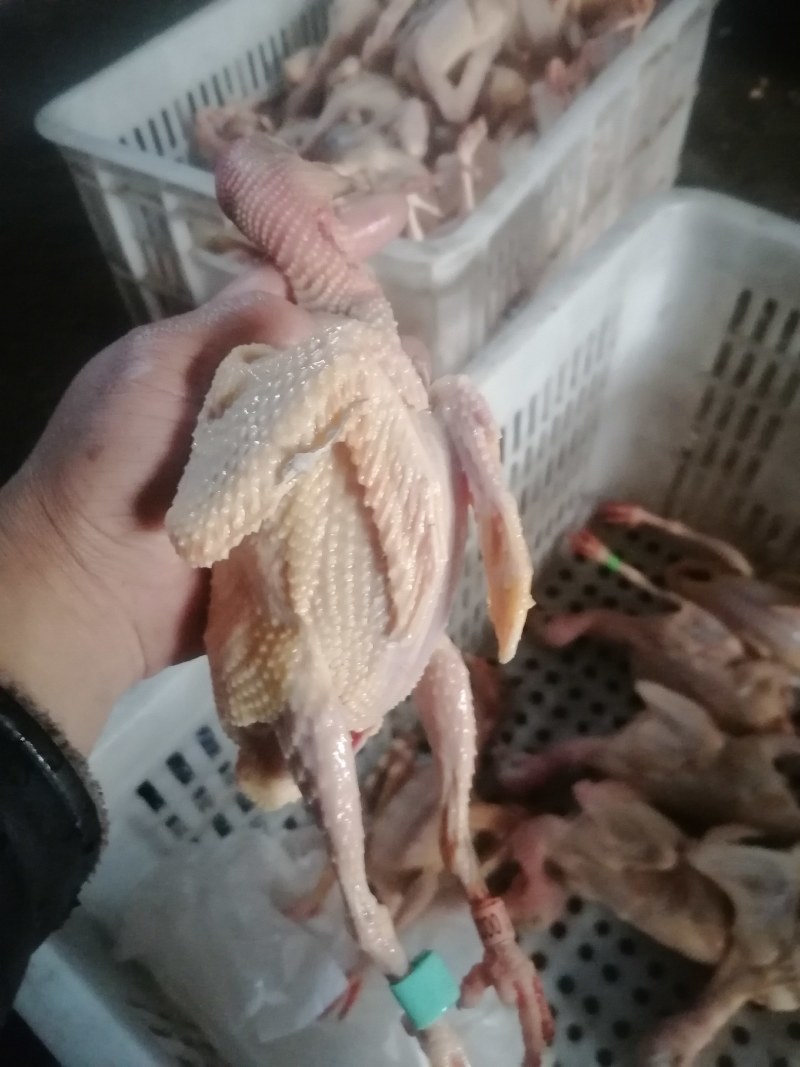 常年批发老鸽子，三年老鸽子现杀现卖，营养补品欢迎下单.
