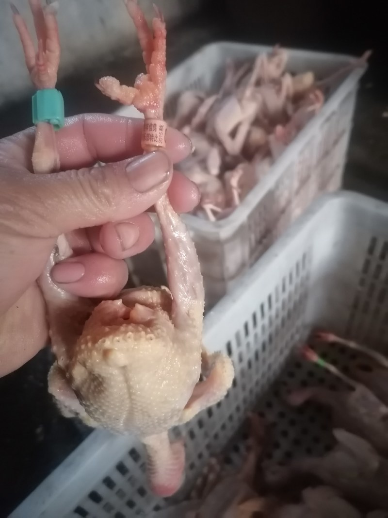 常年批发老鸽子，三年老鸽子现杀现卖，营养补品欢迎下单.