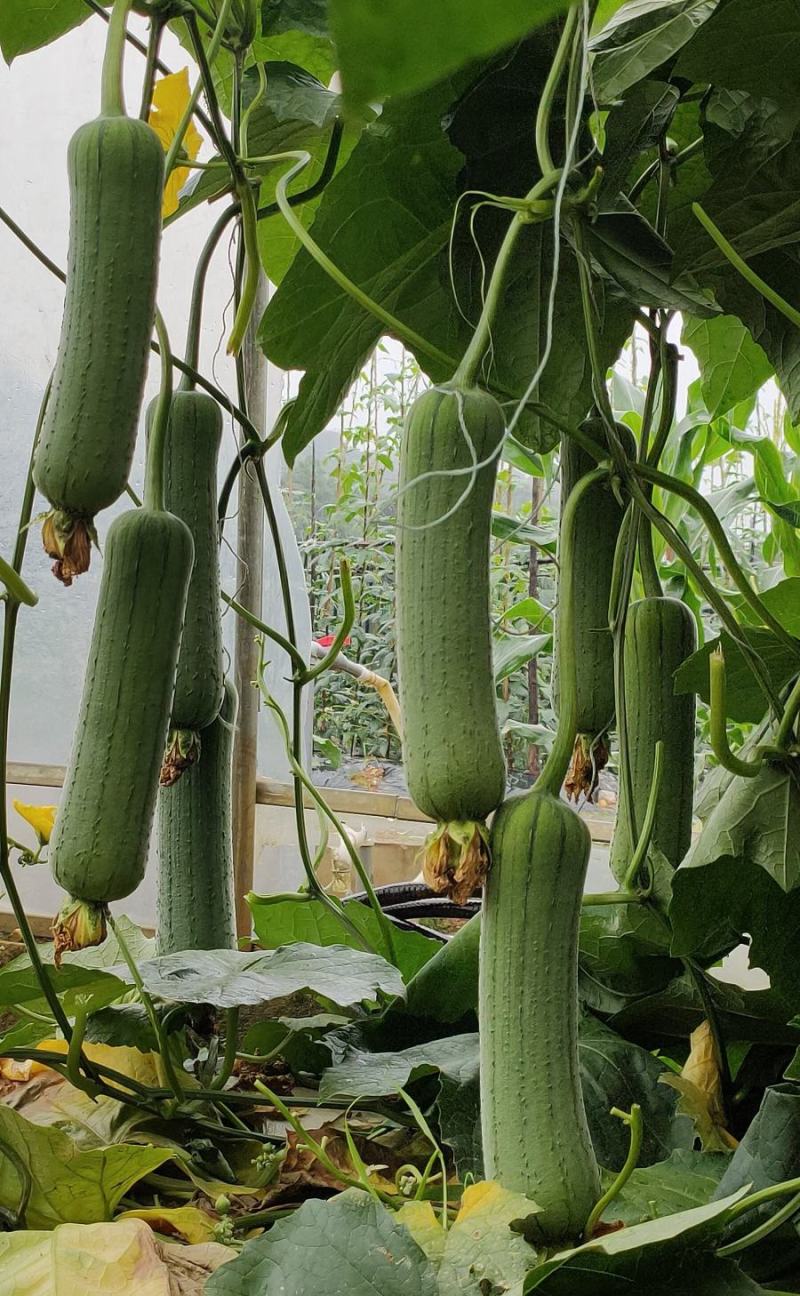 早熟杂交肉丝瓜种子更靓1号结瓜多顺直亮绿品质好
