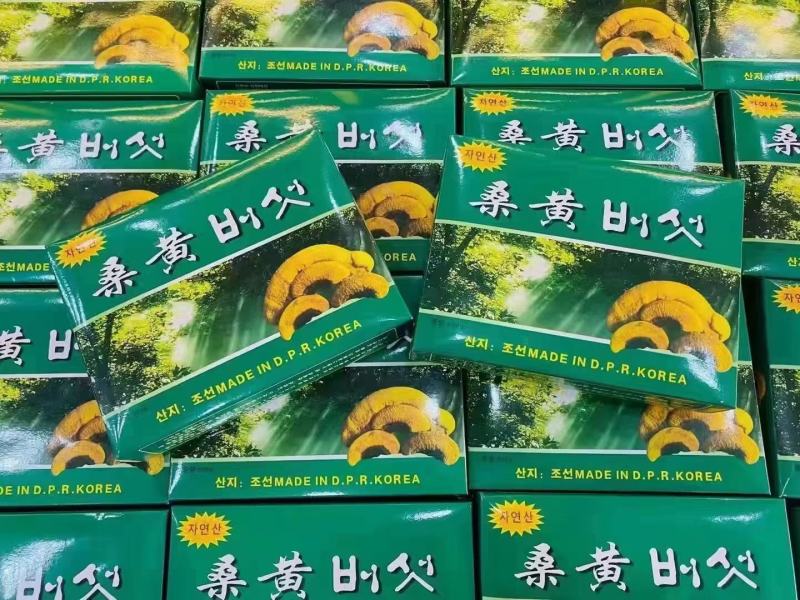 野生桑黄