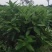平安树自己种植无中间赚差价