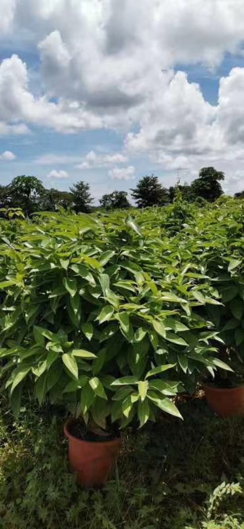 平安树自己种植无中间赚差价