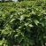 平安树自己种植无中间赚差价
