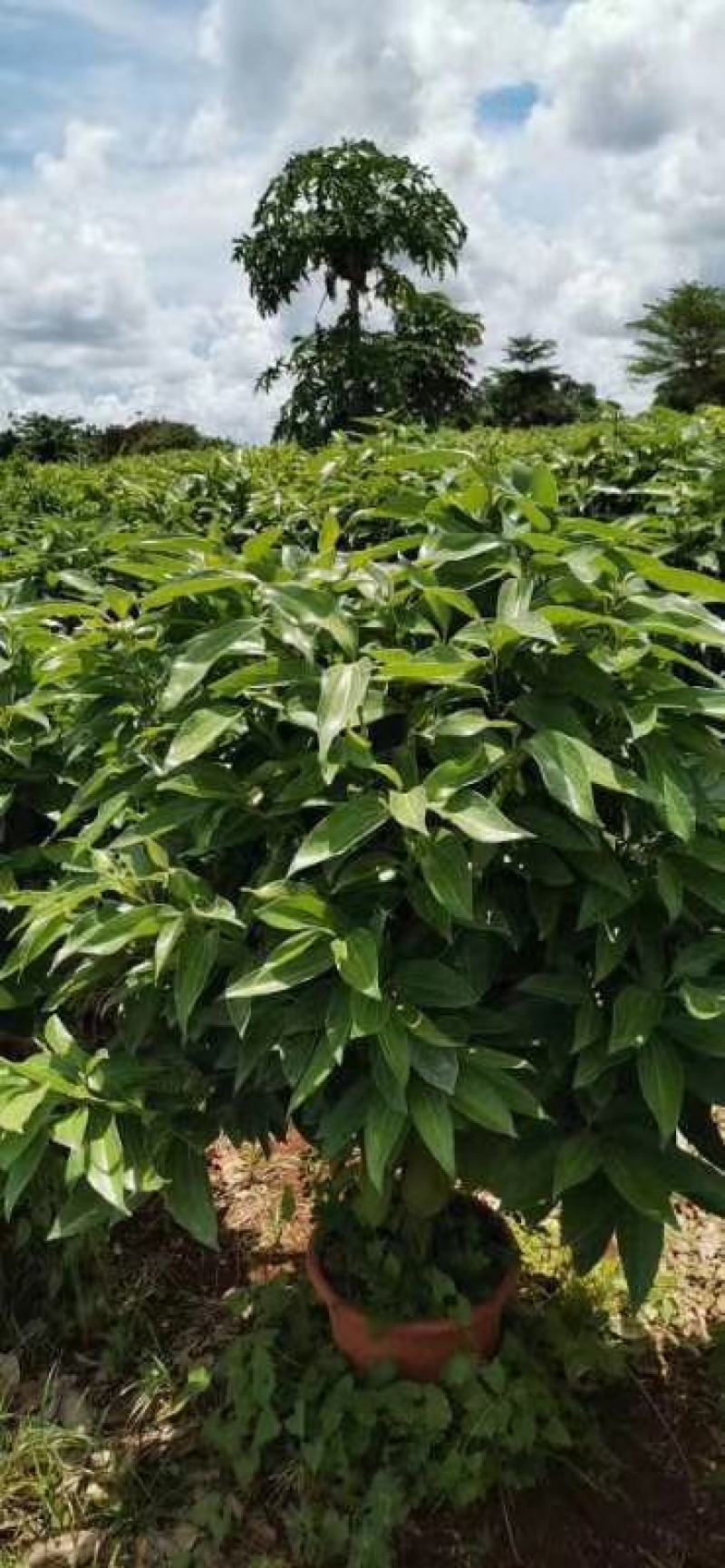 平安树自己种植无中间赚差价