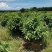 平安树自己种植无中间赚差价