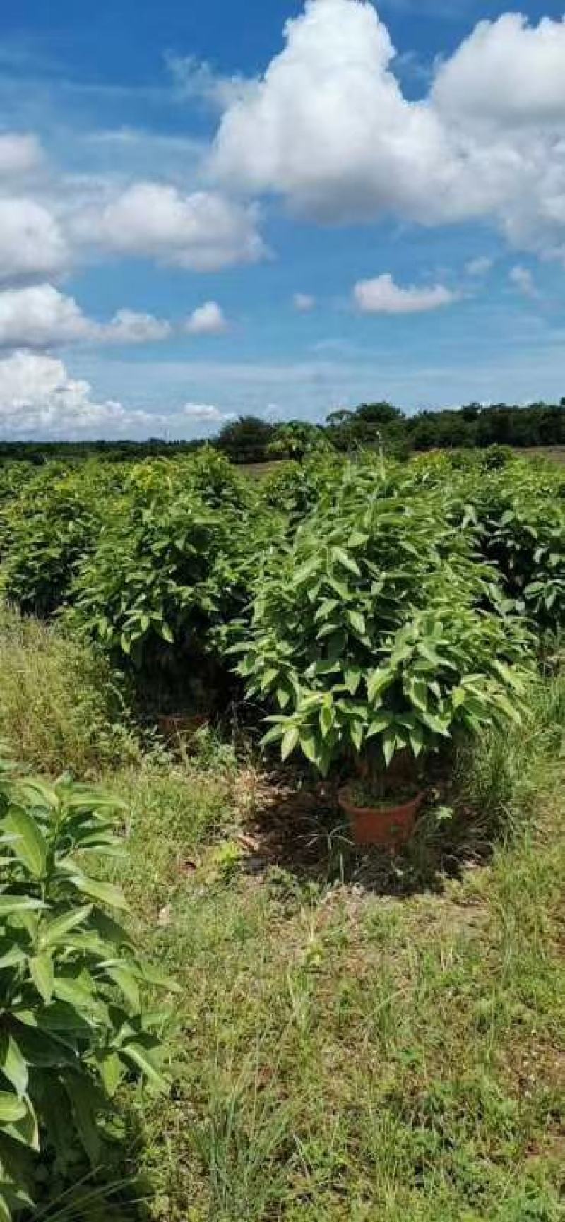 平安树自己种植无中间赚差价