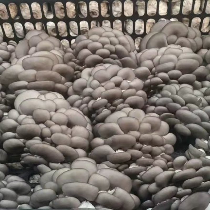 【精品鲜平菇】小黑平菇灰平菇鲜平菇产地直供可视频看货