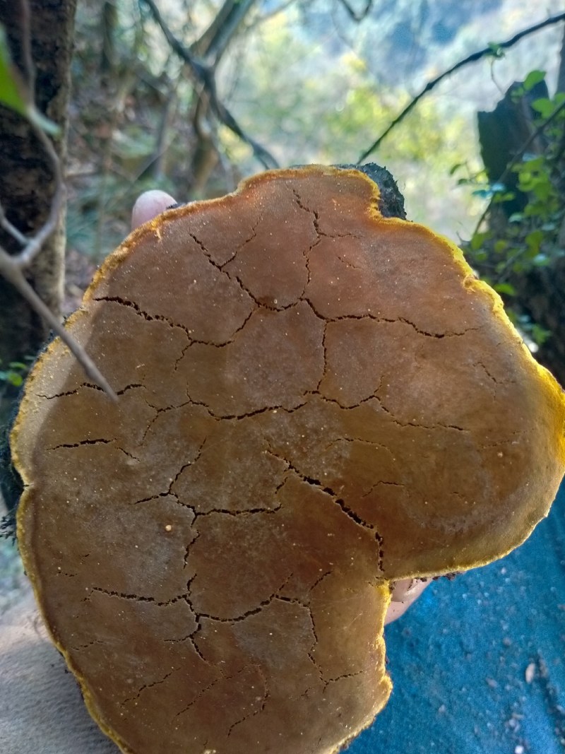 桑黄，崖桑树上生长，年轮时间长，很有治愈功效，泡水喝，有