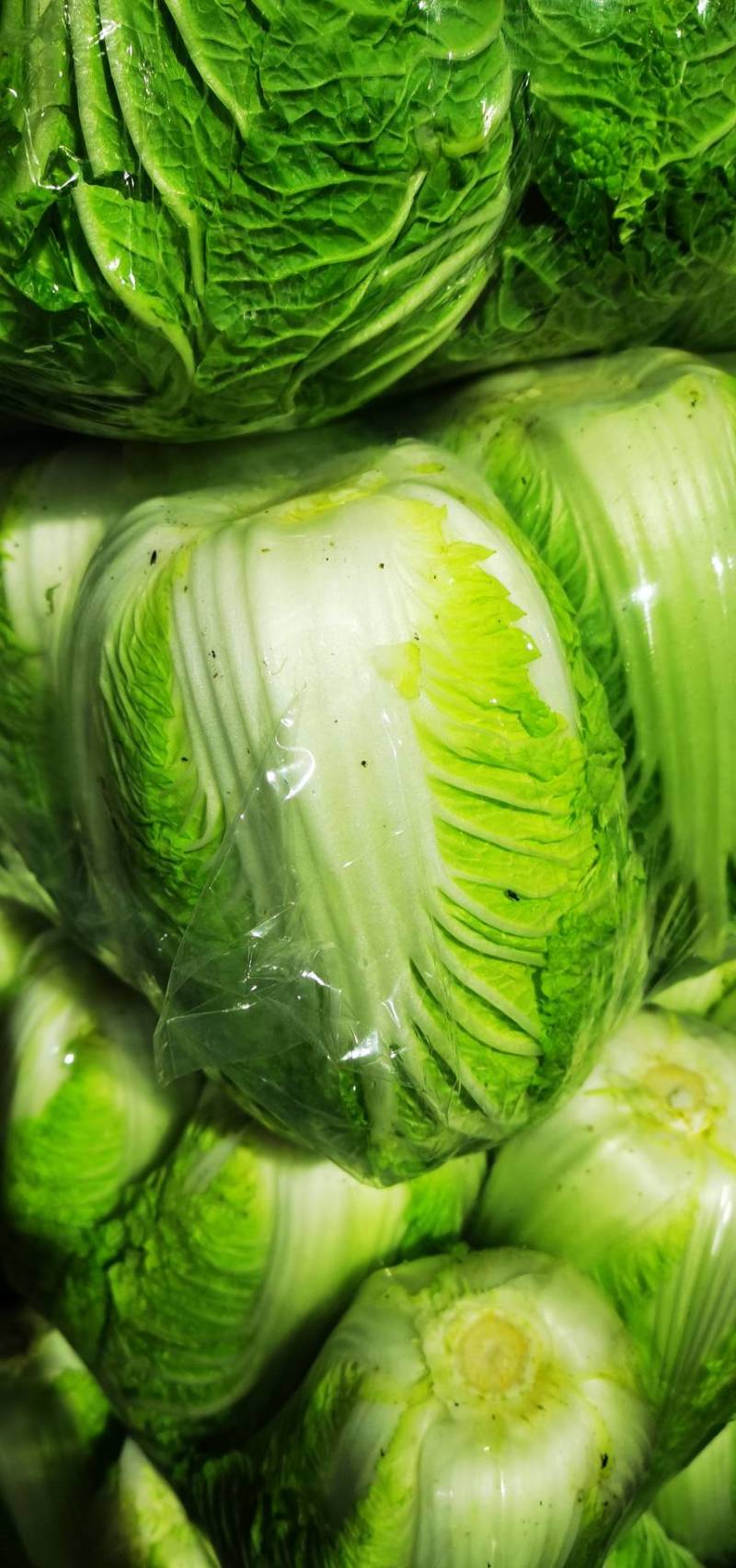 精选江苏白菜万亩基地直发量大价优包装上车