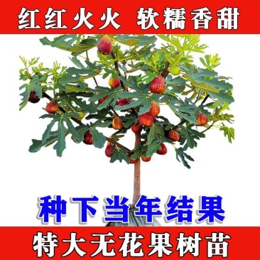 无花果树苗室内阳台庭院盆栽地栽当年结果特大四季北南方种植