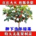 无花果树苗室内阳台庭院盆栽地栽当年结果特大四季北南方种植