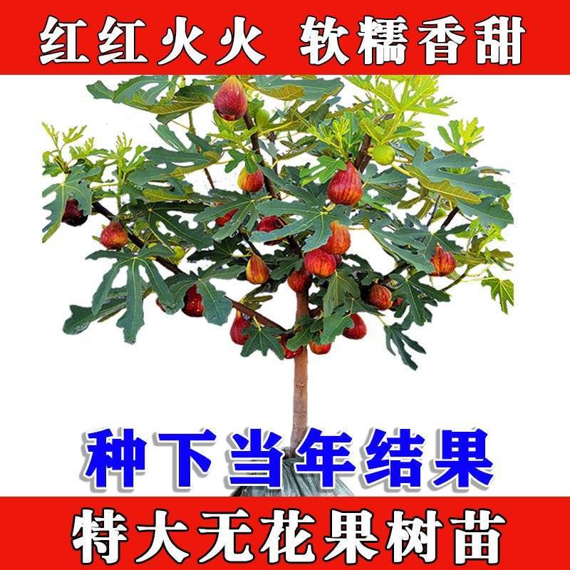 无花果树苗室内阳台庭院盆栽地栽当年结果特大四季北南方种植